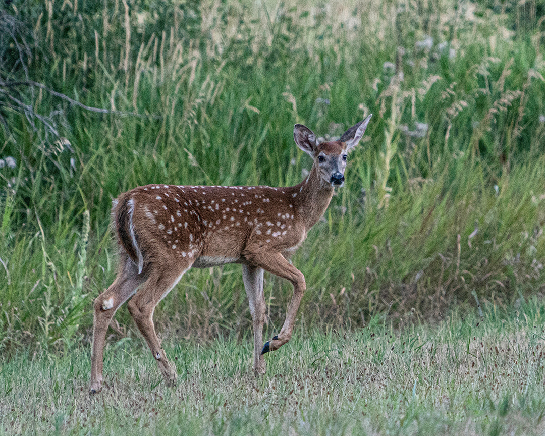 Fawn