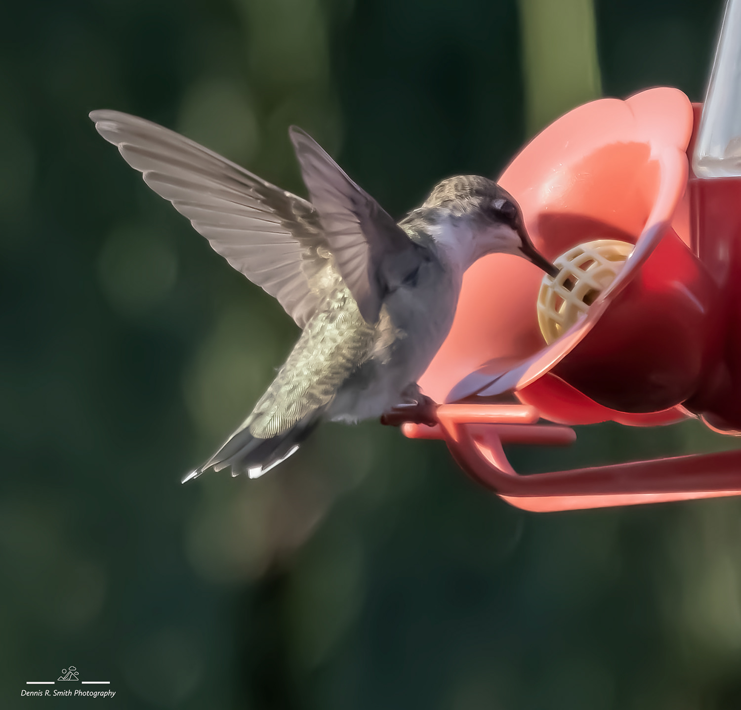 Hummer On Feeder 4
