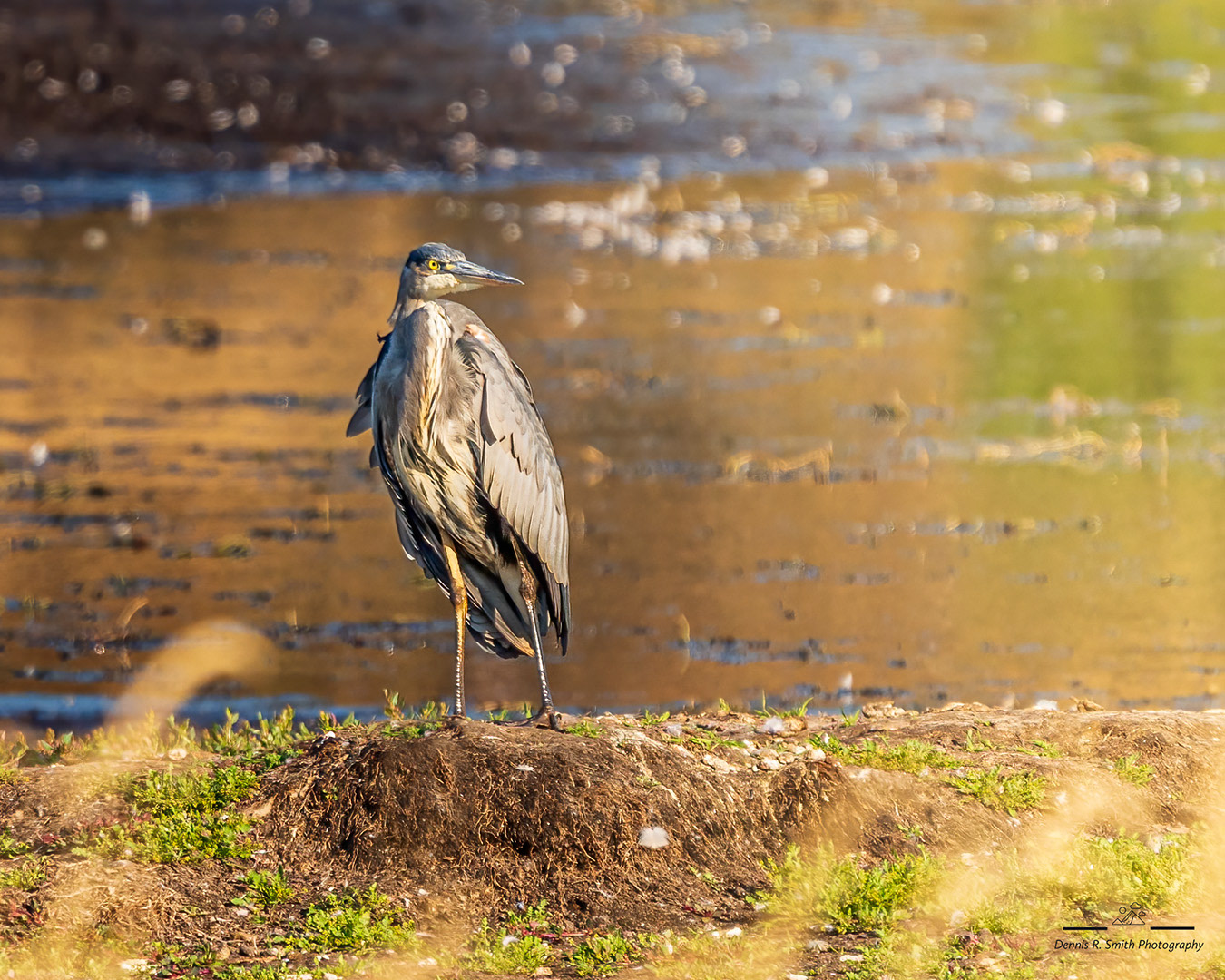 Great Blue Heron 4