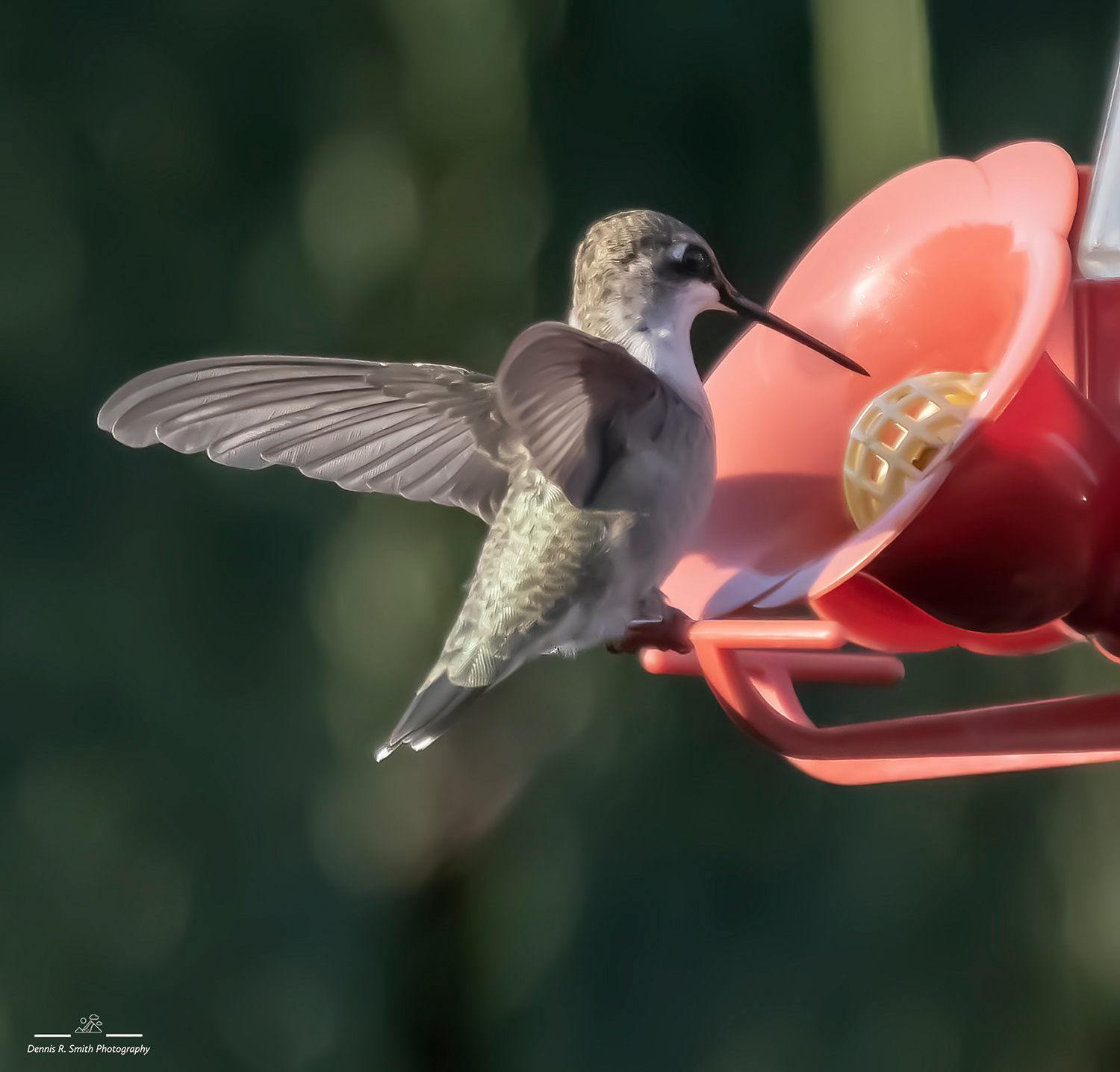 Hummer On Feeder 3