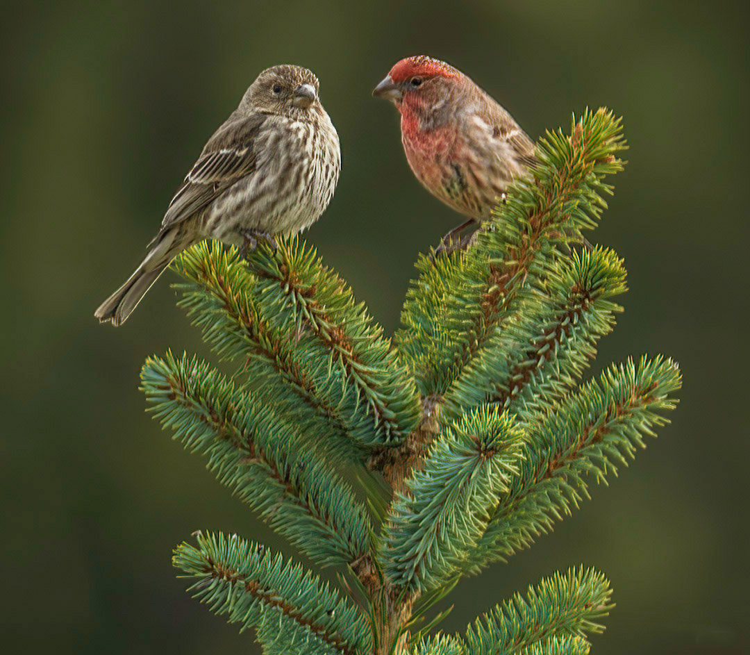 Ms & Mr House Finch