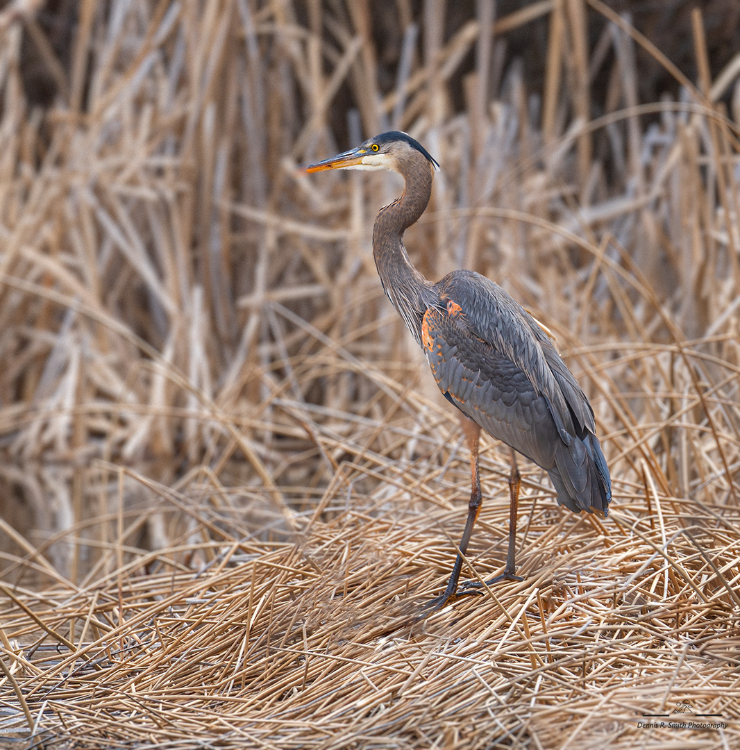 Great Blue Heron 5