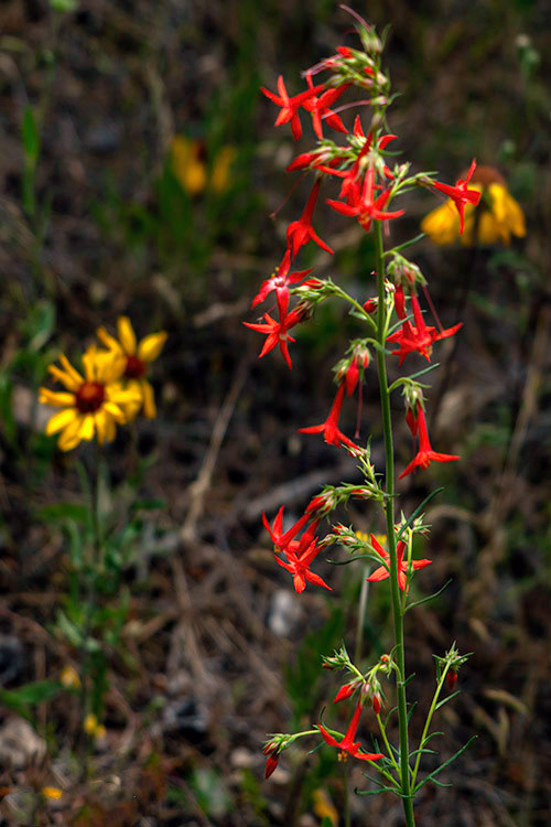 Scarlett Gilia - Skyrocket