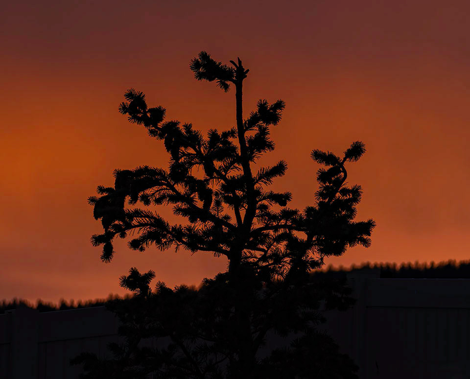 Sunrise Tree