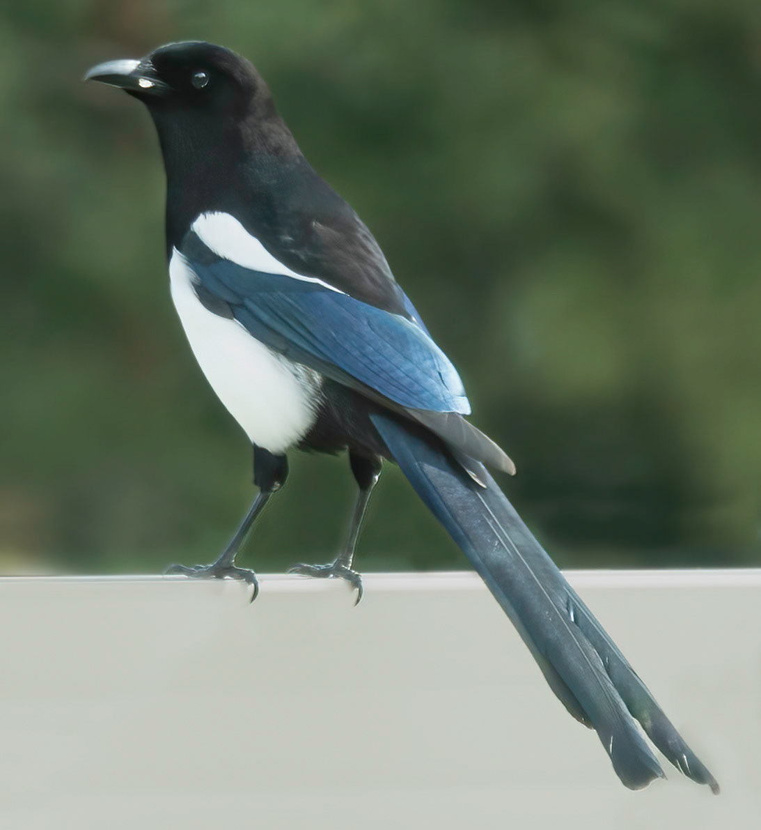 Magpie