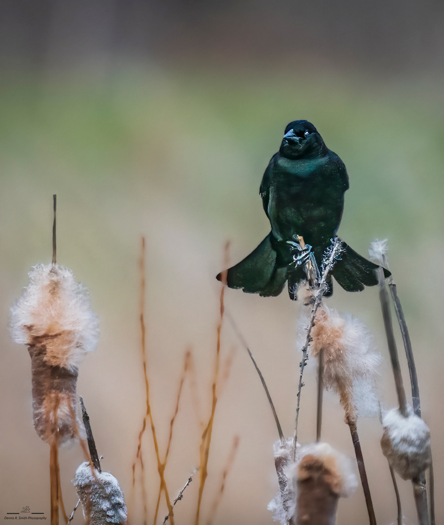 Red-wing Blackbird in the Cattails