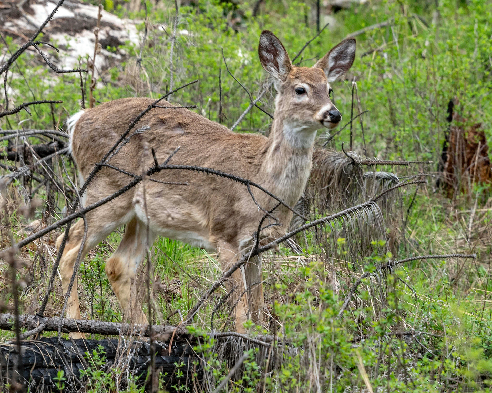 Young White Tailed Deer