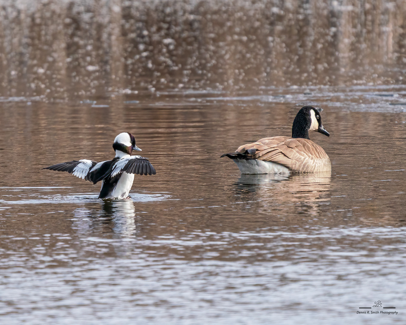 "Road Rage" Bufflehead following a slow moving Canada Goose