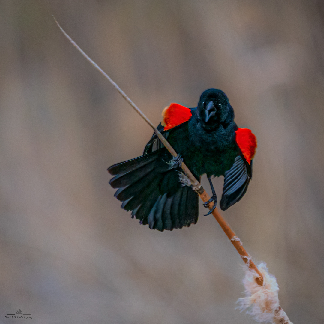 Red-Winged Blackbird