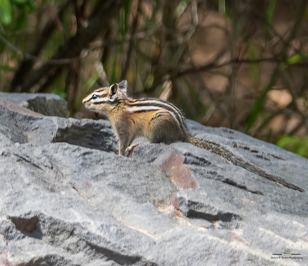 Chipmunk