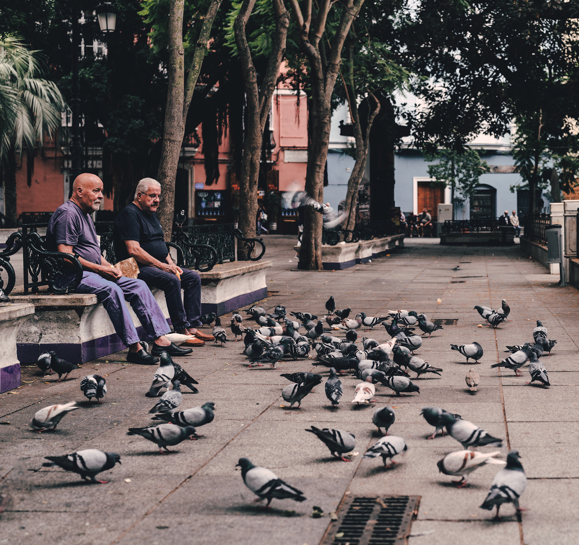 in the heart of the city, a tranquil park offers a respite from the hustle. under the shade of mature trees, two elderly men share a bench, their silent conversation punctuated by the cooing of pigeons. the scene is a daily slice of urban life where nature and community converge. as pigeons gather, pecking at seeds scattered by passersby, the men observe the routine spectacle, a moment of peace in the rhythm of city life, a simple joy found in the presence of feathered friends and the quiet company of each other.