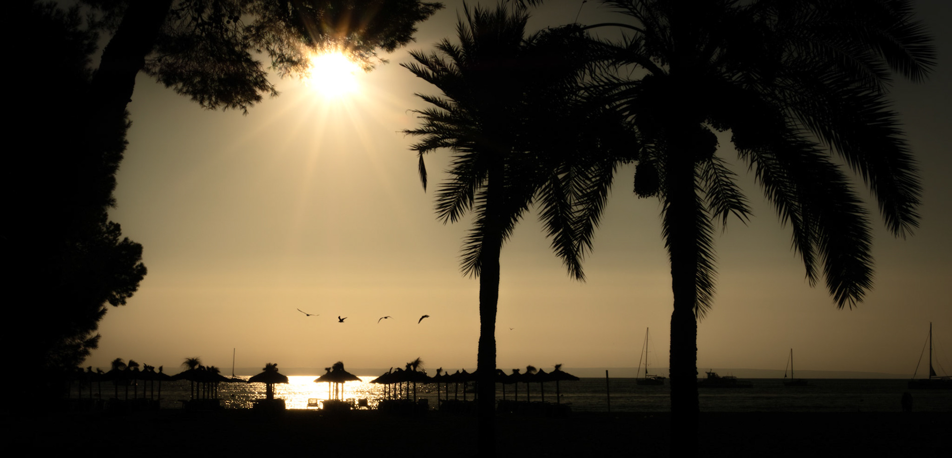 as the early morning sun crests the horizon at palmanova beach, its rays dance across the tranquil mediterranean waters, casting a golden glow over the winter scape. silhouettes of palm trees and moored sailboats create a serene tableau, while seagulls glide gracefully above, welcoming the day. this peaceful moment, captured in the quiet of winter, reflects the stillness and beauty of dawn, a daily renaissance that rejuvenates the soul.