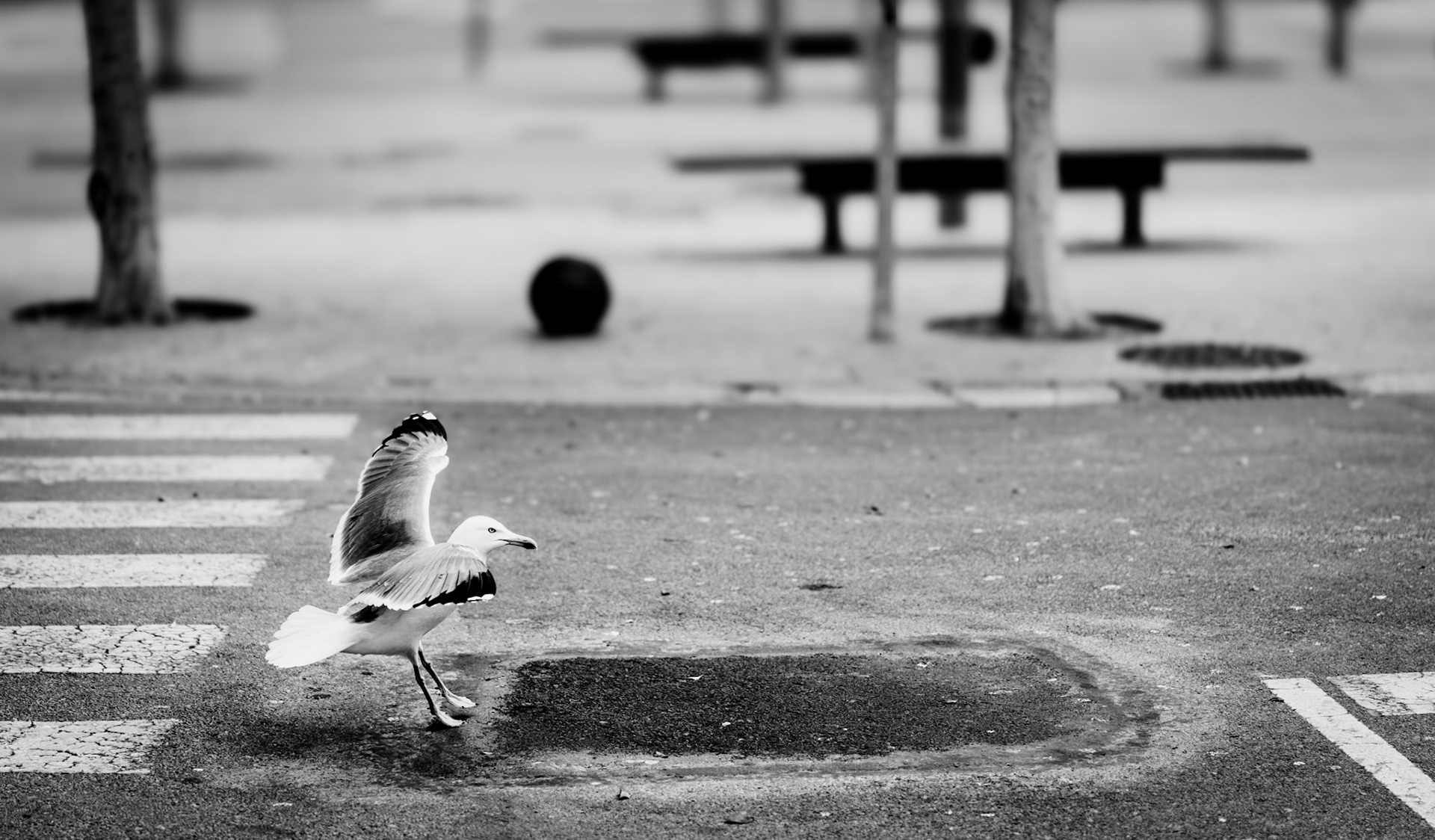 captured in magaluf, this photo titled "approaching" evokes the imagery of an airplane approaching a runway. a solitary seagull prepares to land, its wings half-spread in a moment of balance and grace. the empty urban background with trees, benches, and walkways creates an intriguing backdrop that contrasts the movement and dynamism of the bird. the black-and-white tones enhance the graphic elements and structure of the scene, emphasizing the geometric forms of the crosswalk and the urban environment. this image captures a moment of flight and invites viewers to recognize the parallels between natural and human movements.
