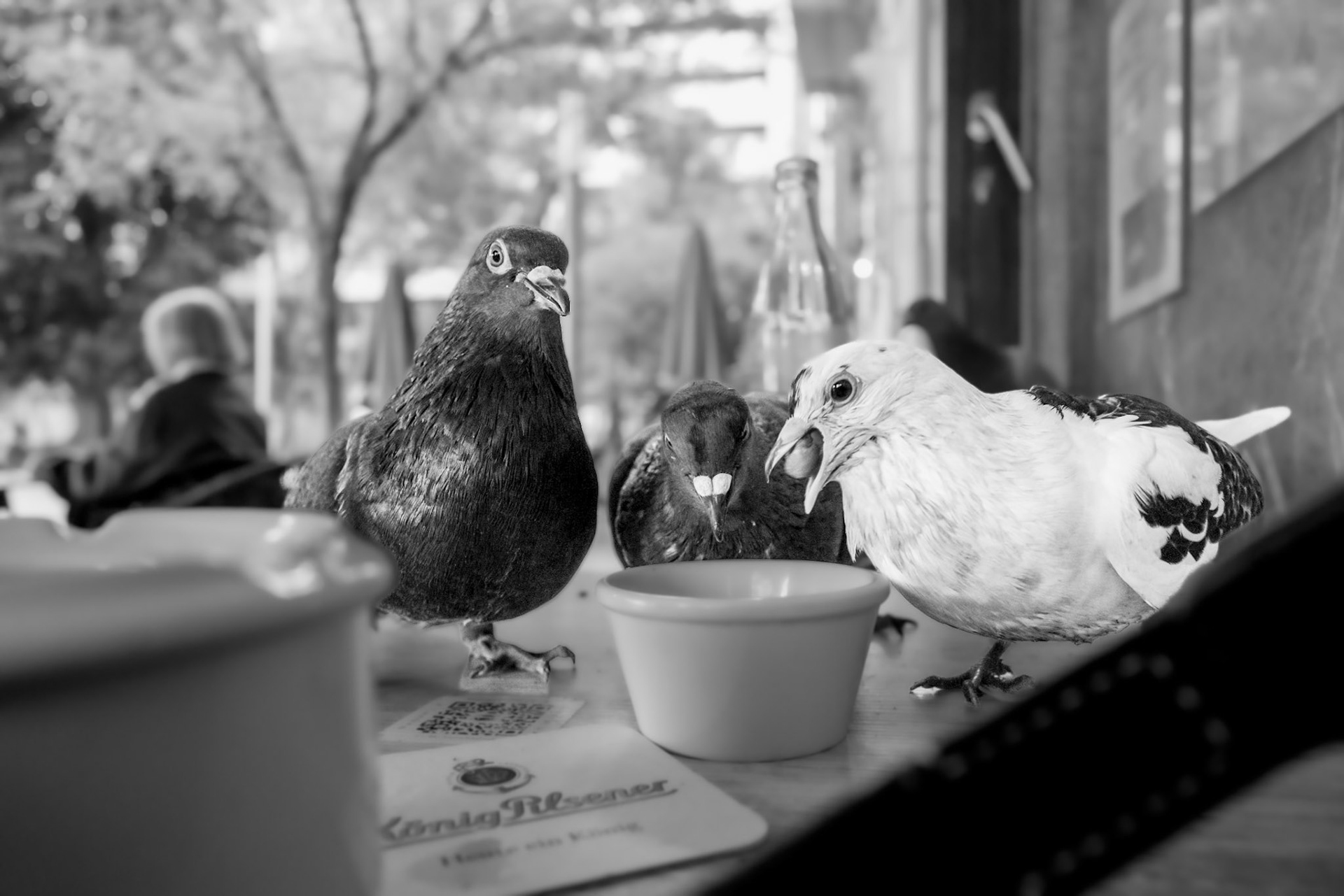 bar cristal, just off plaça espanya in palma, is where the city’s pulse meets its quirks. a classic terrace spot, known for people-watching and casual drinks, it’s also a hotspot for some... uninvited guests. this photo captures the exact moment these bold pigeons claimed their "rightful" share of the table. no shame, no hesitation – just pure urban survival. it’s palma life in a nutshell: a mix of laid-back charm, chaos, and unexpected humor.