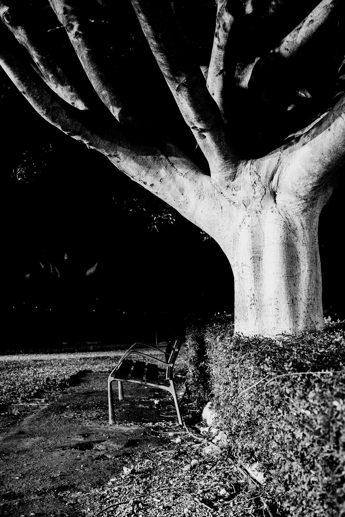 in the quiet grounds of hospital palmaplanas in palma de mallorca, a towering tree stands sentinel in the night. its branches stretch out, a natural protector in the monochrome moonlight. under its watchful presence sits a lone chair, an abandoned companion to the silent guardian. if felt a sense of solace and guardianship, a single moment where nature offers its unwavering strength and shelter against the darkness enveloping the cold and frightening atmosphere of a hospital.