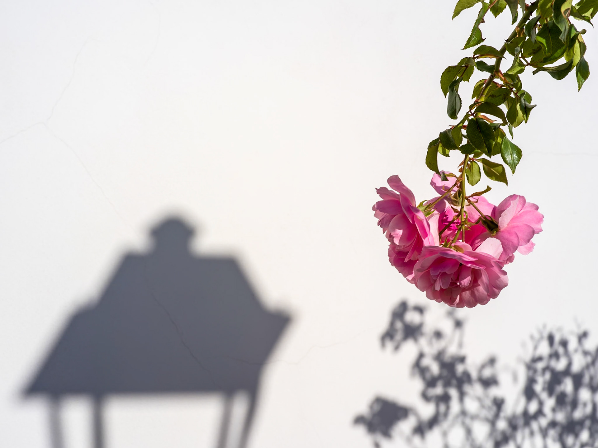a single rose hangs gracefully against a stark wall contrasting with shadows of a lamp and other flowers. the contrast between the delicate pink petals and the solid silhouette plays with perception, blending the natural with the symbolic in a dance of light and shadow.