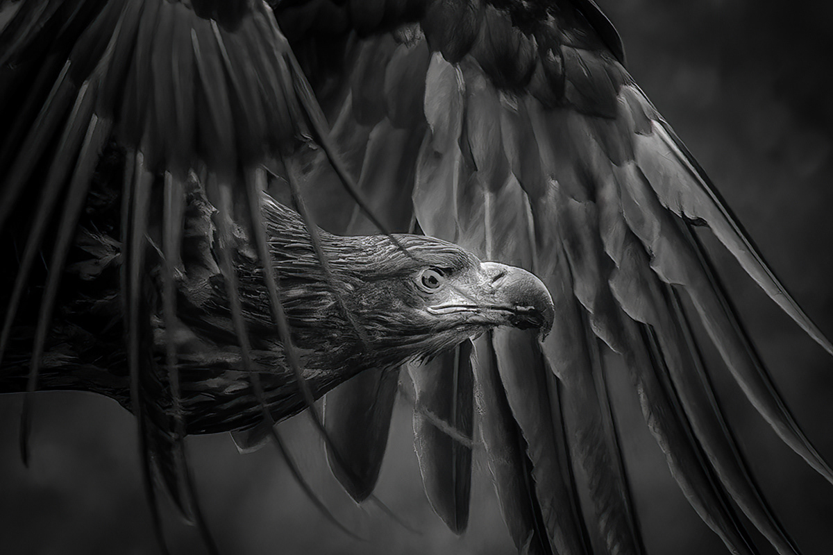 White-tailed eagle