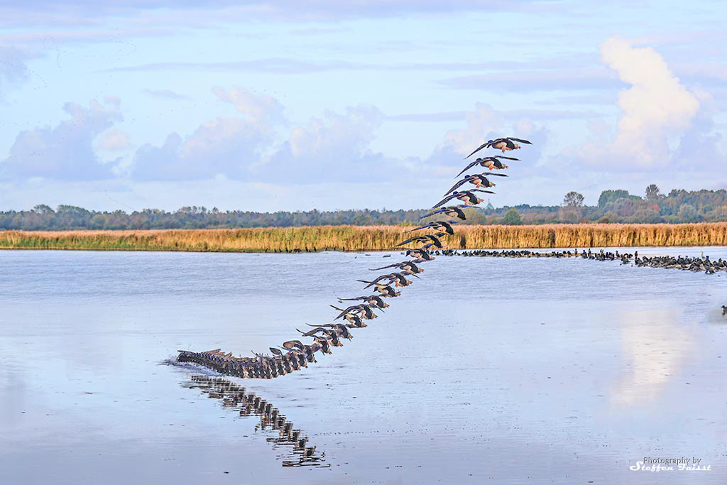 Duck landing