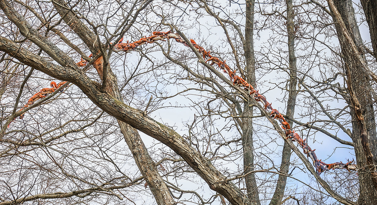 Squirrel highway