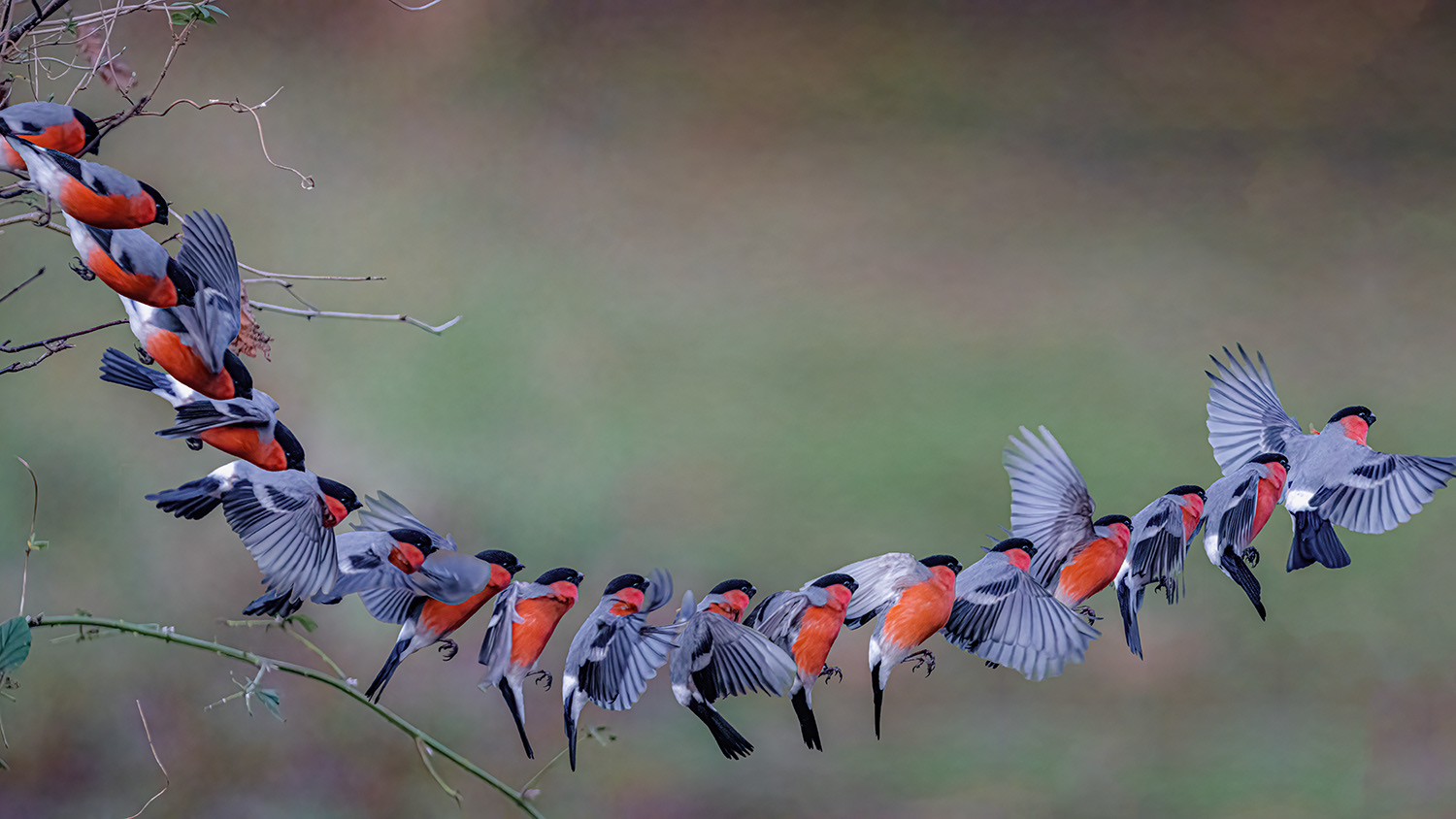 Bullfinch take-off