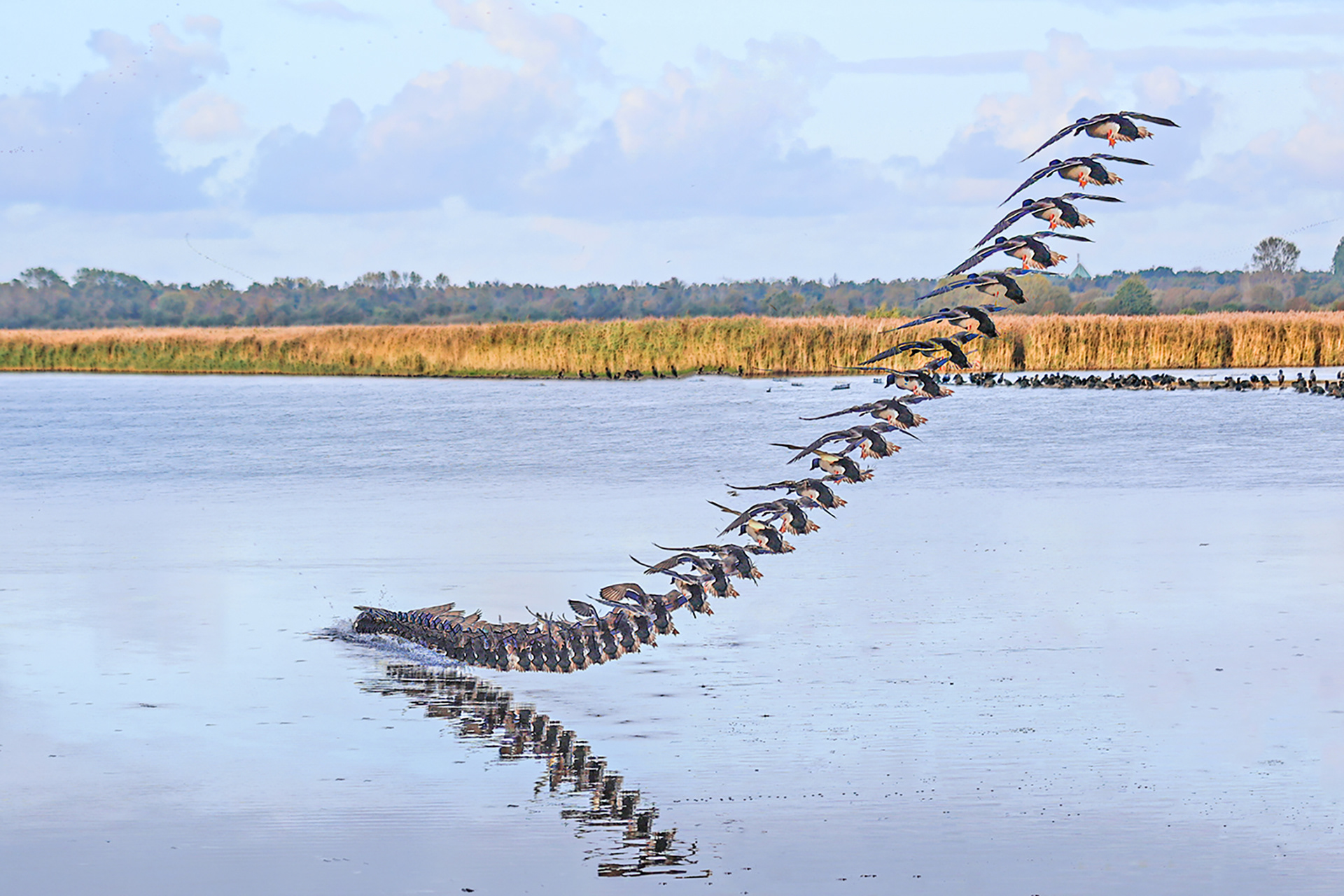 Mallard landing