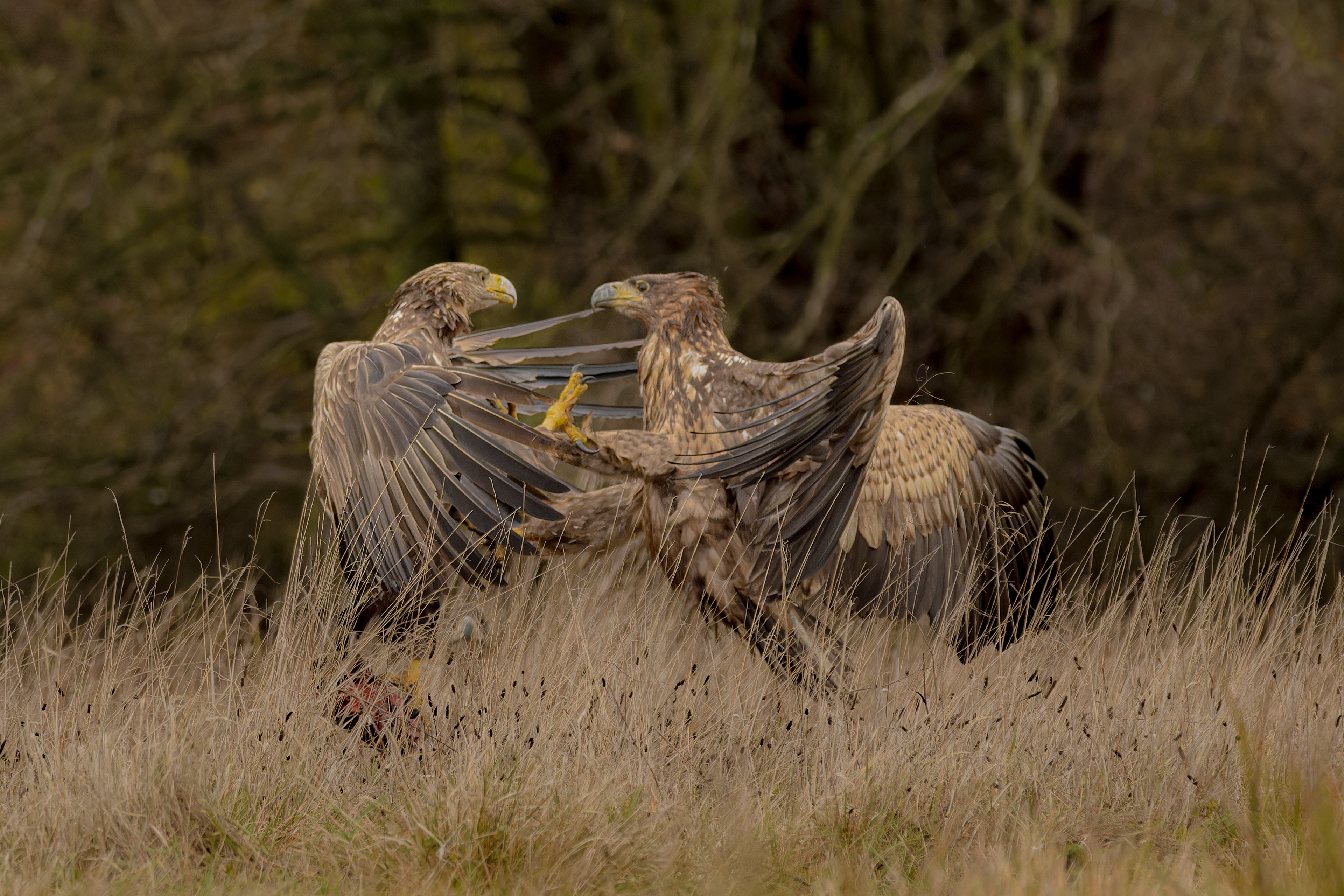 Eagle fight III