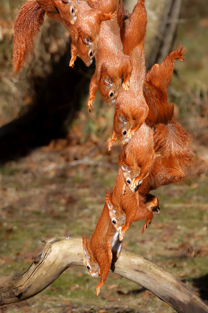 squirrel landing