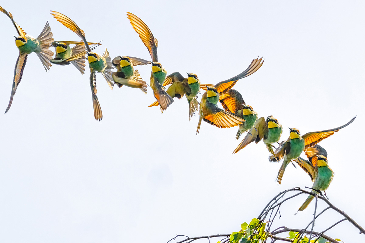 Bee eater take-off