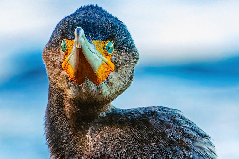 Cormorant portrait