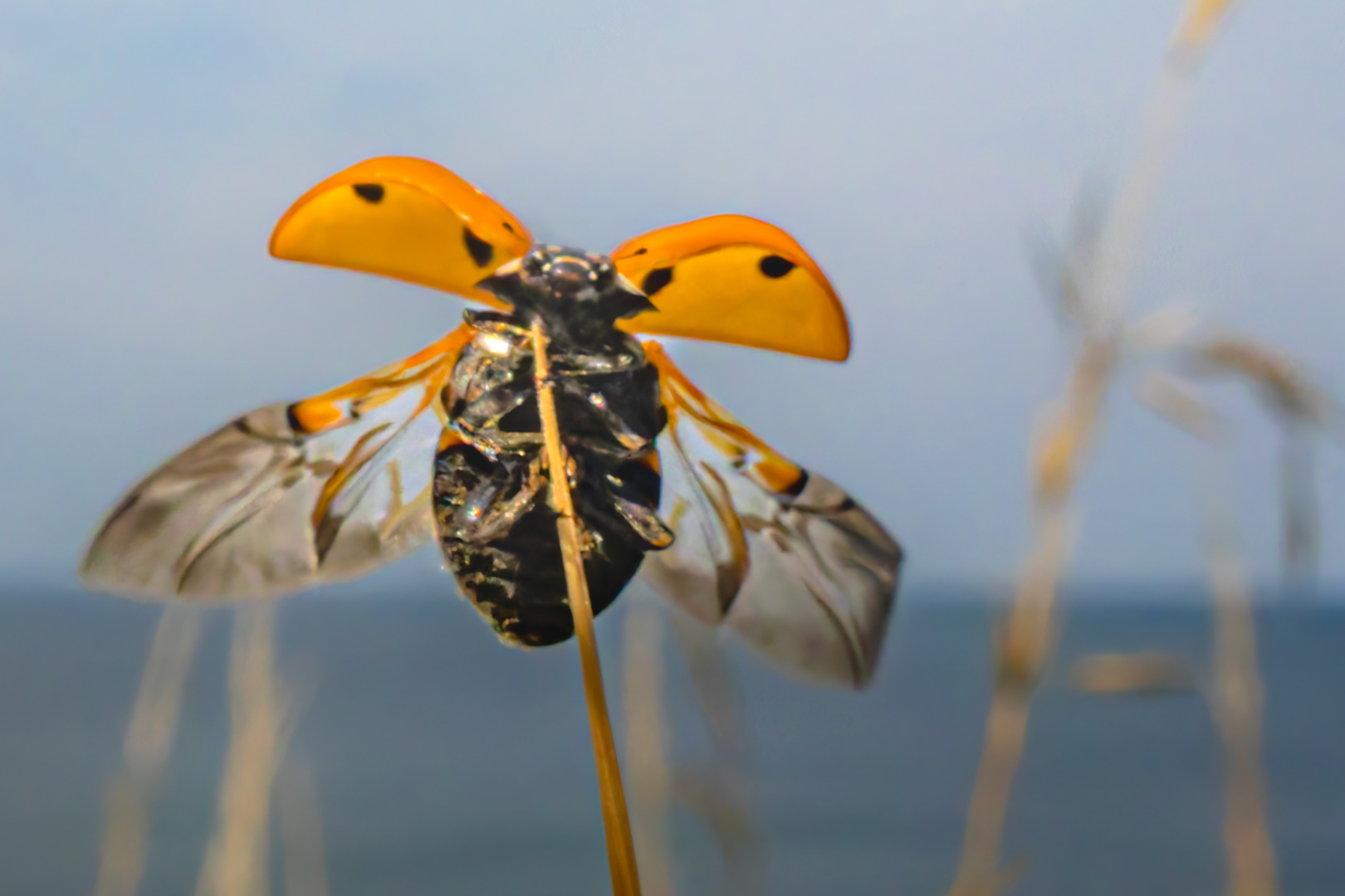 ladybird take-off