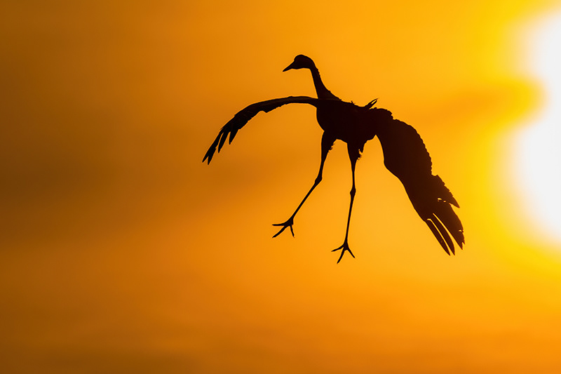 Crane in sunrise