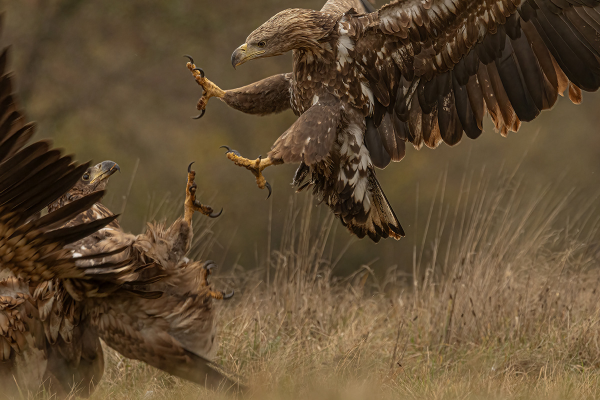 Eagle fight II
