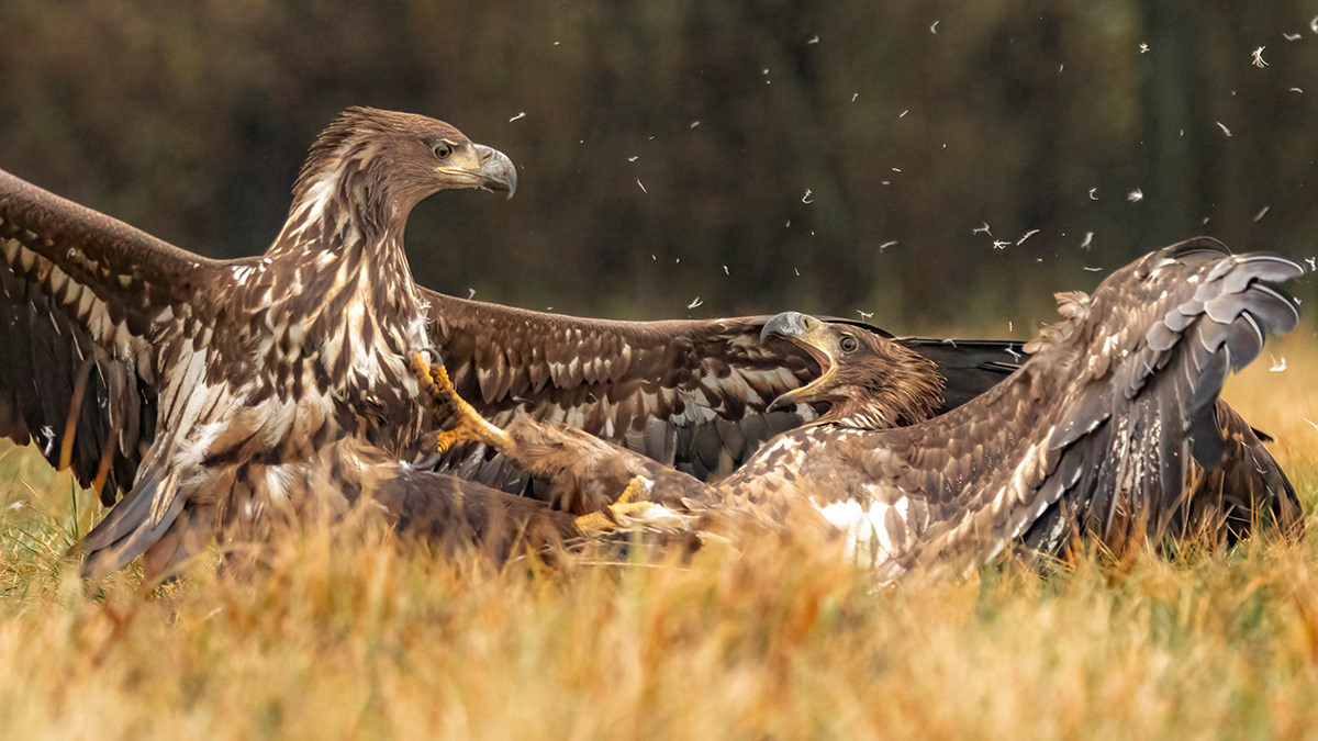 Eagle fight I