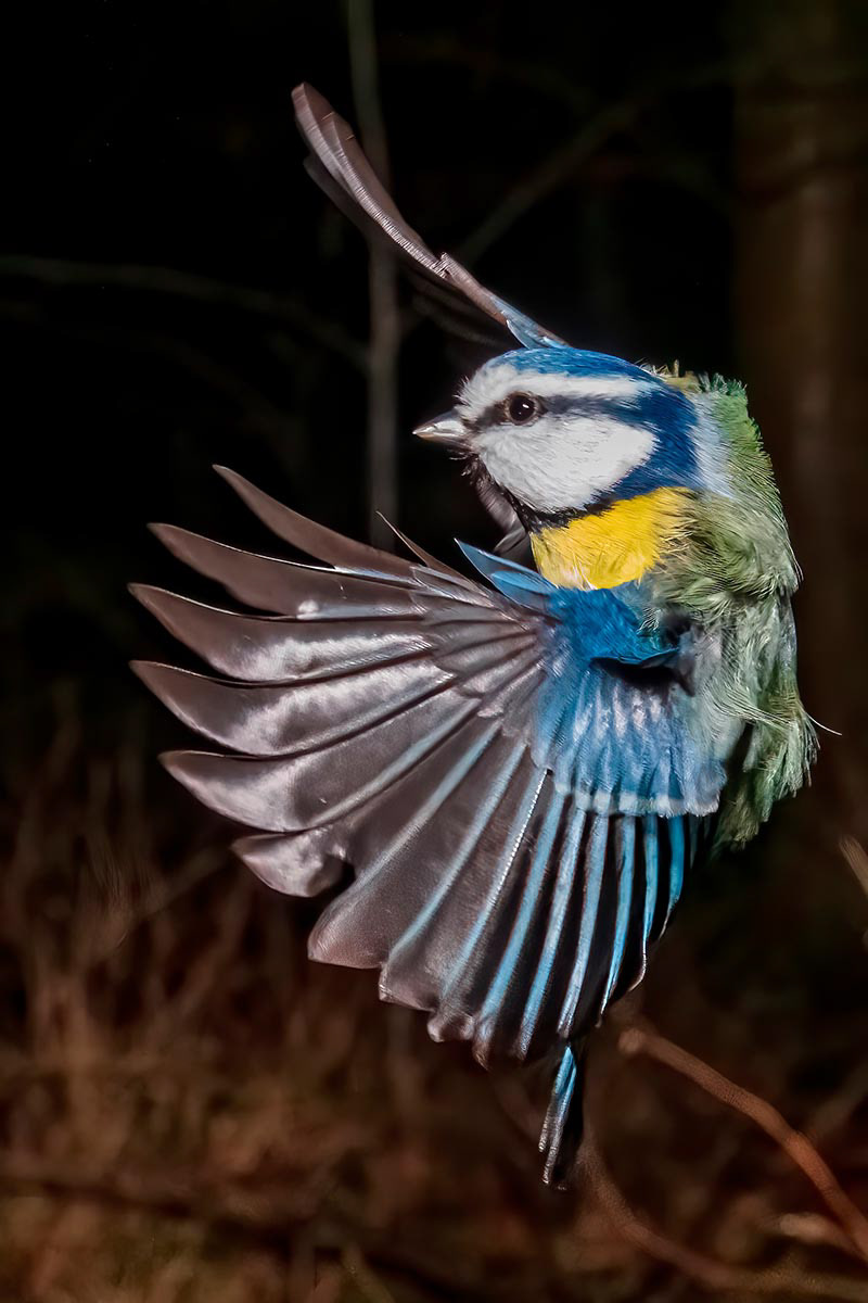 Blue tit in flight