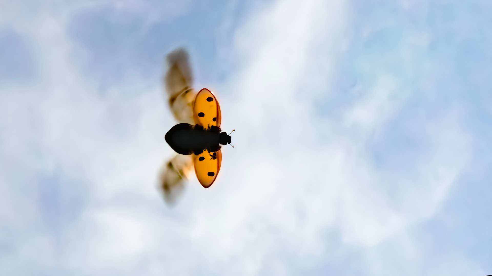 ladybird overfly