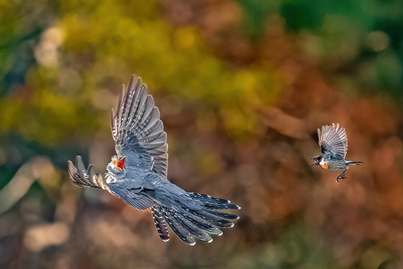 Stonechat chasing cuckoo