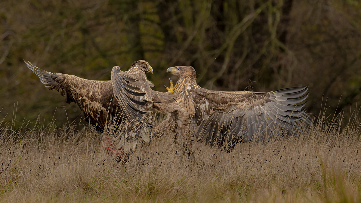 Eagle fight IV