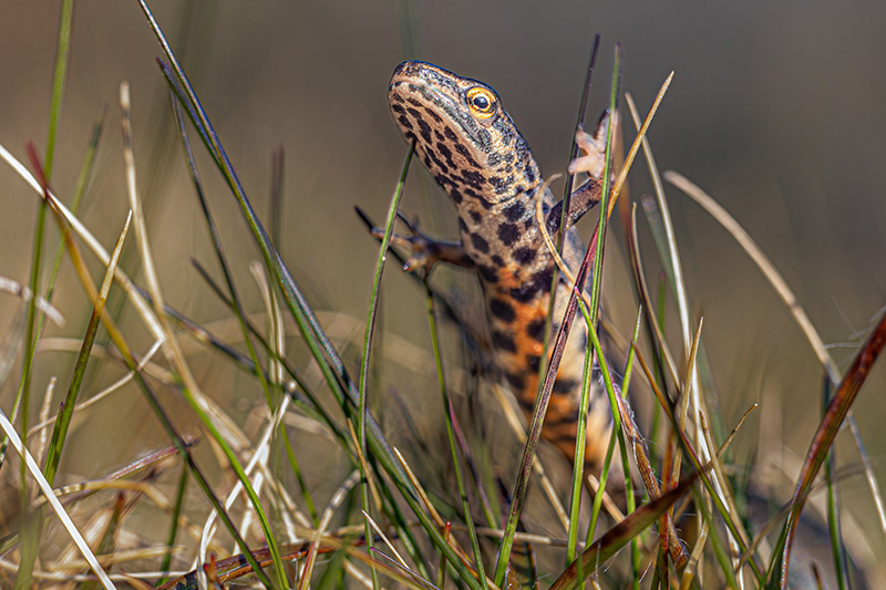Smooth newt