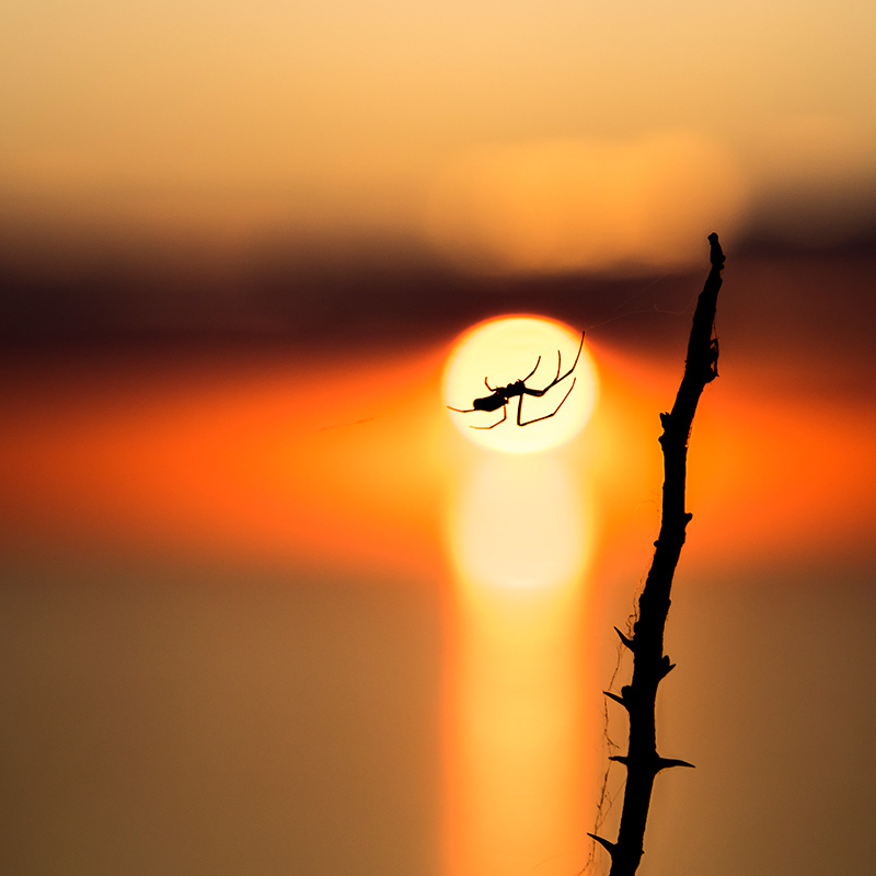 Sider sunset