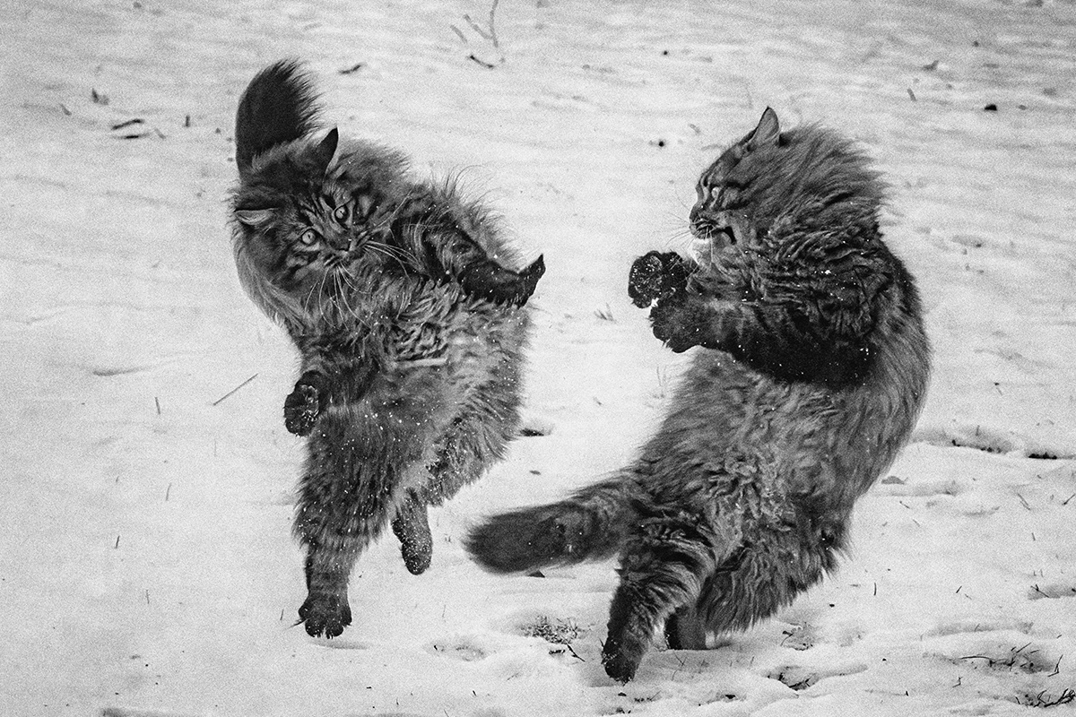 Boxing cats