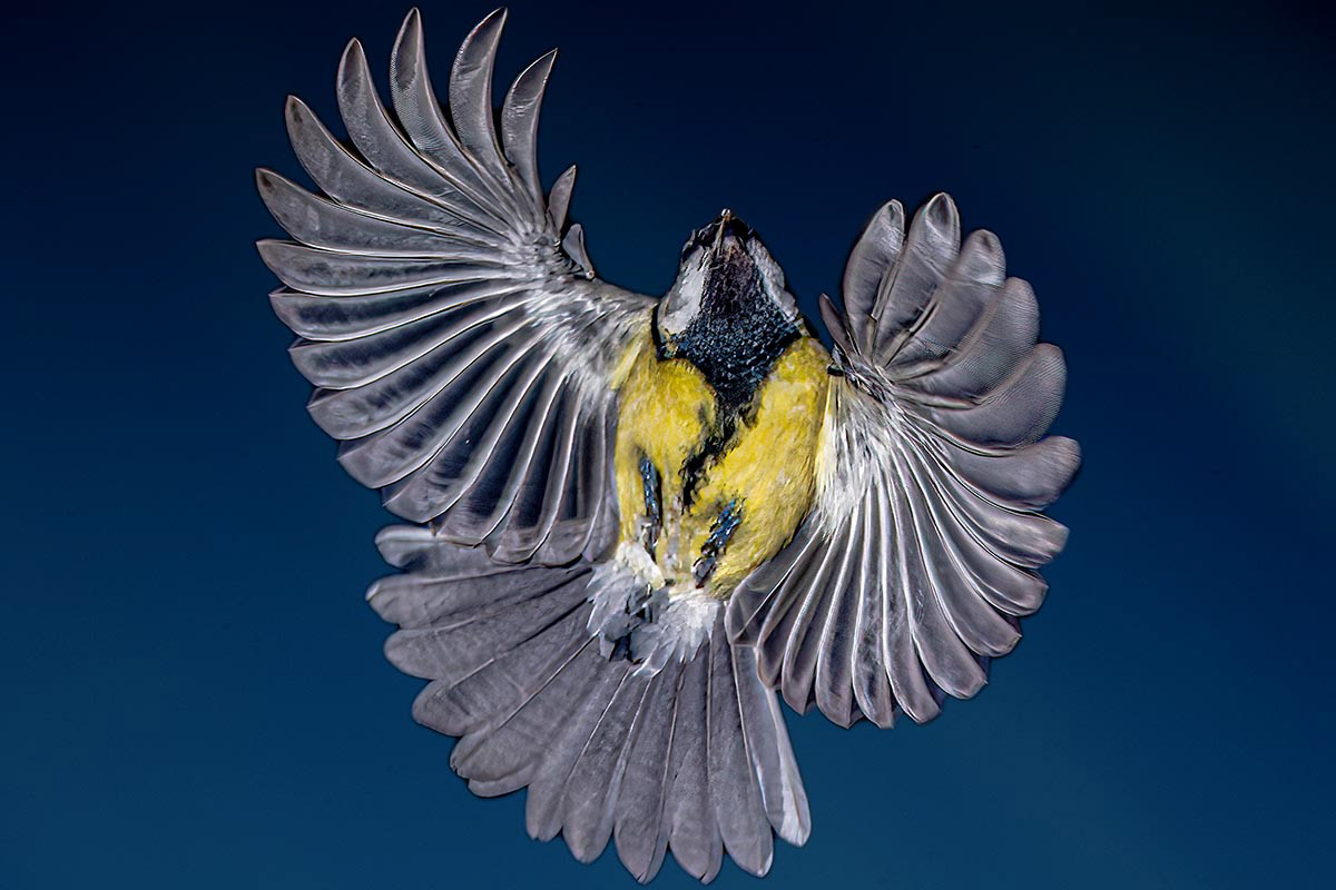 Great tit in flight
