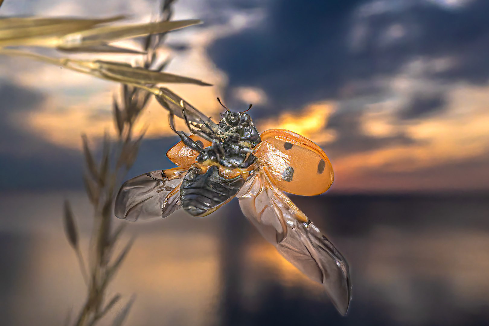 sunset ladybird