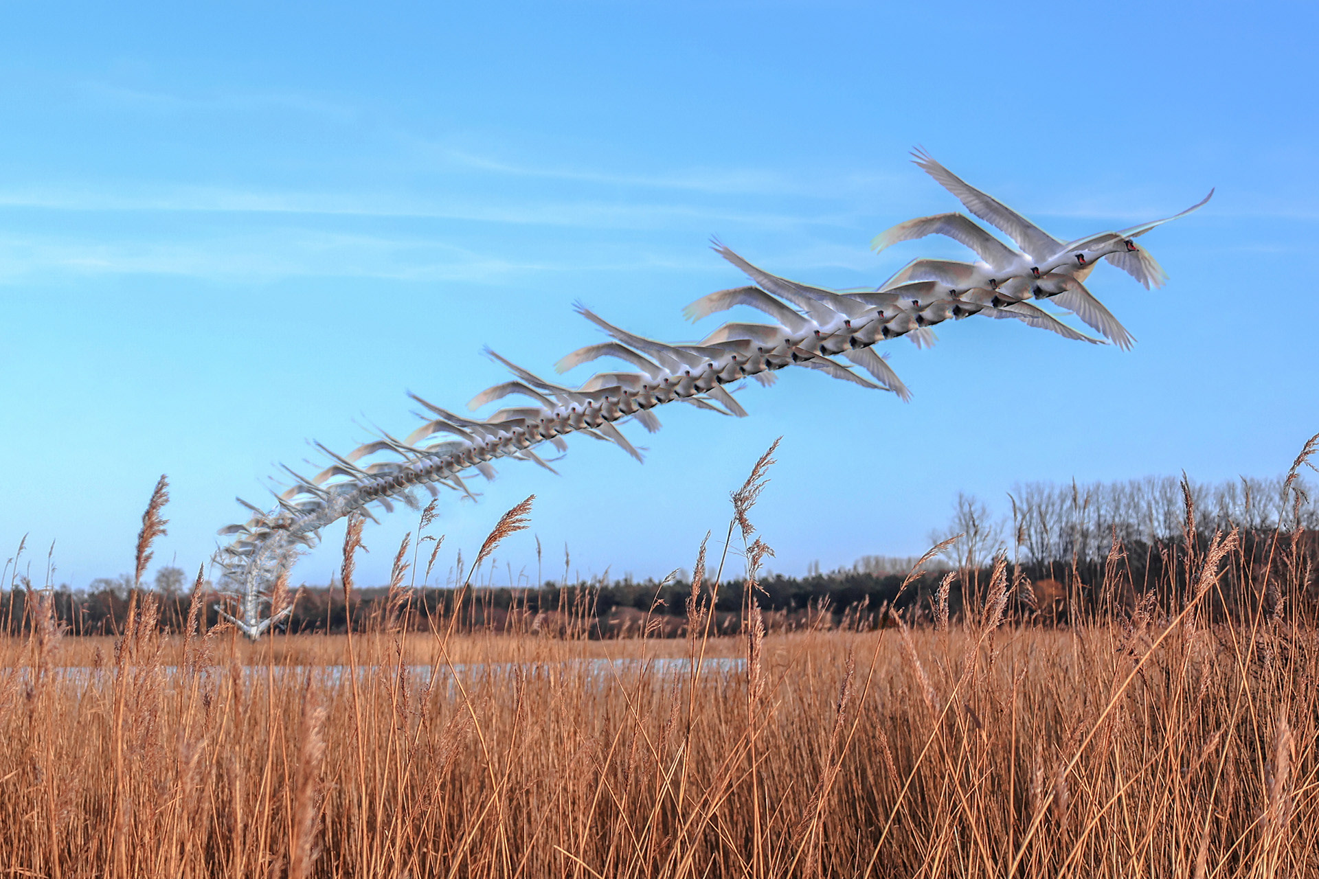 Swan take-off