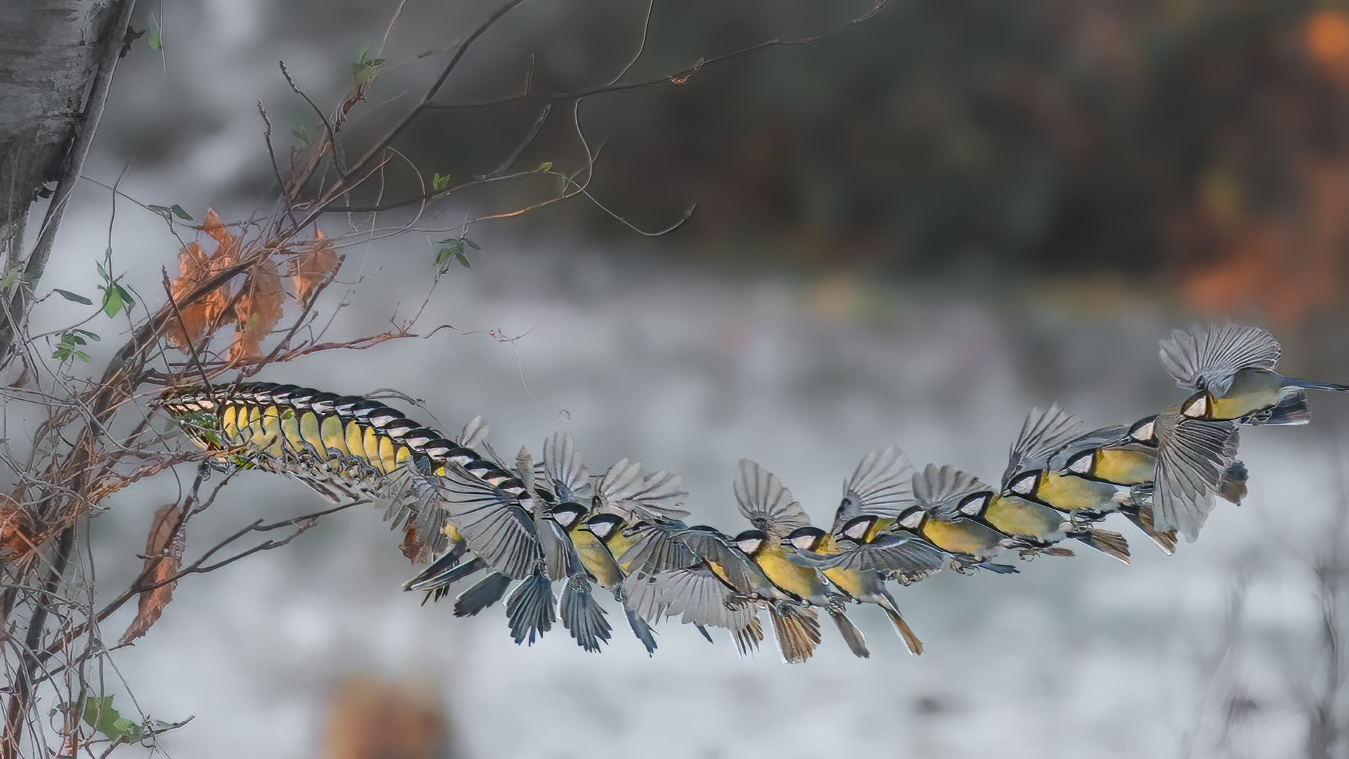 Great tit landing