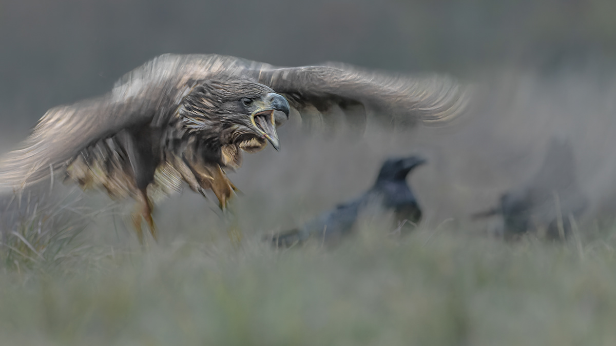 Eagle attack