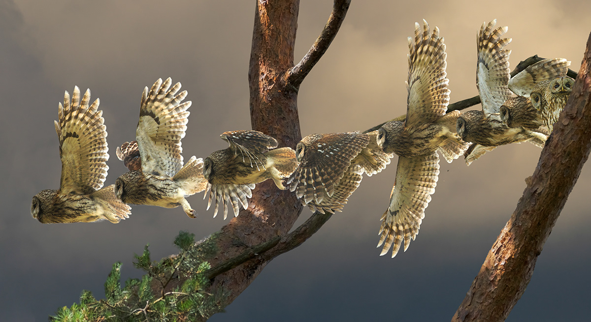 Tawny owl take-off