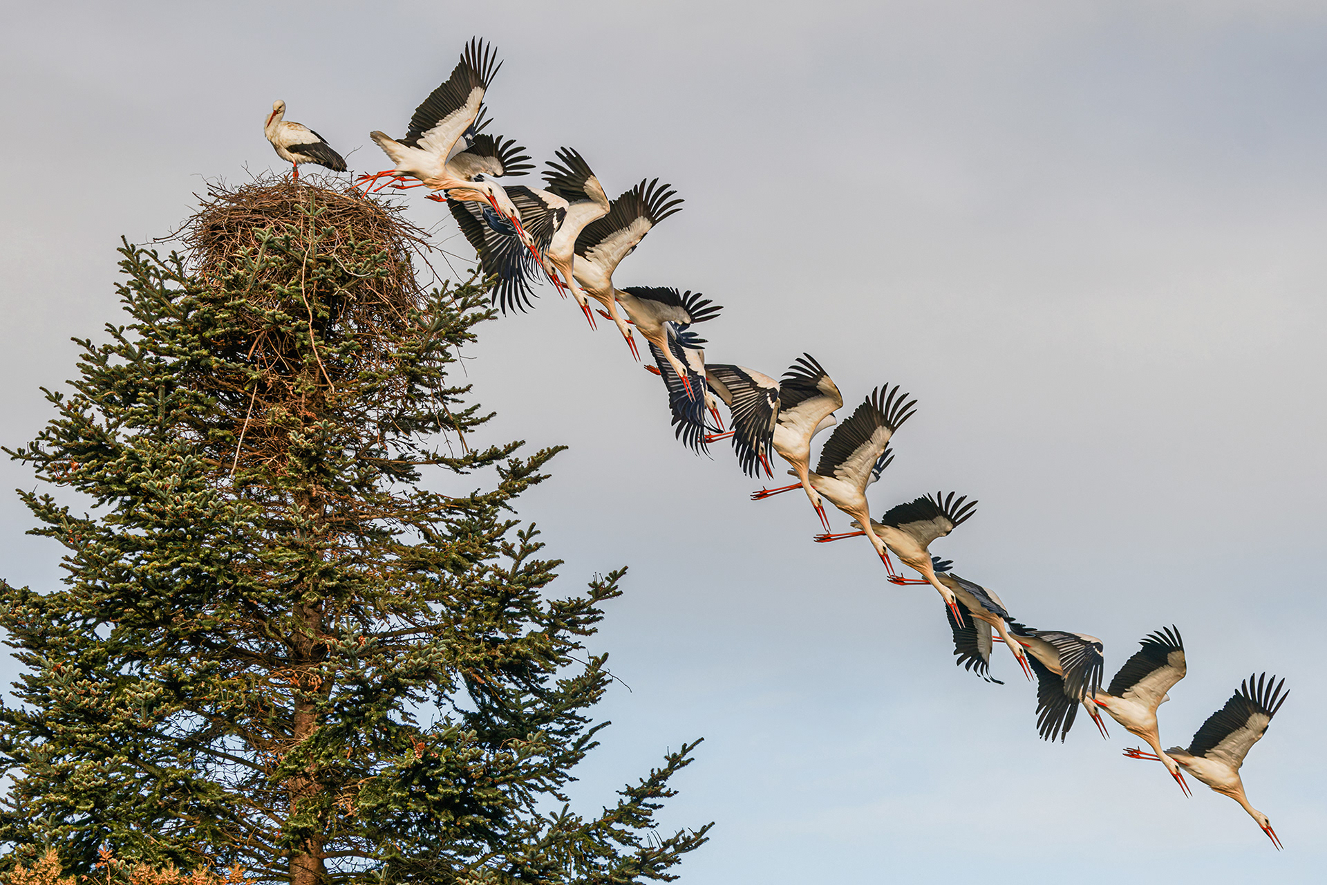 White stork take-off