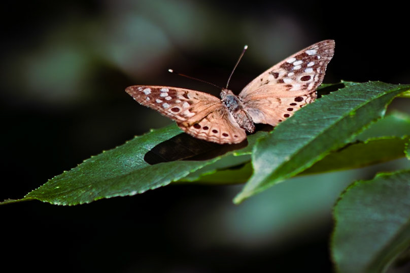 Emporer Butterfly