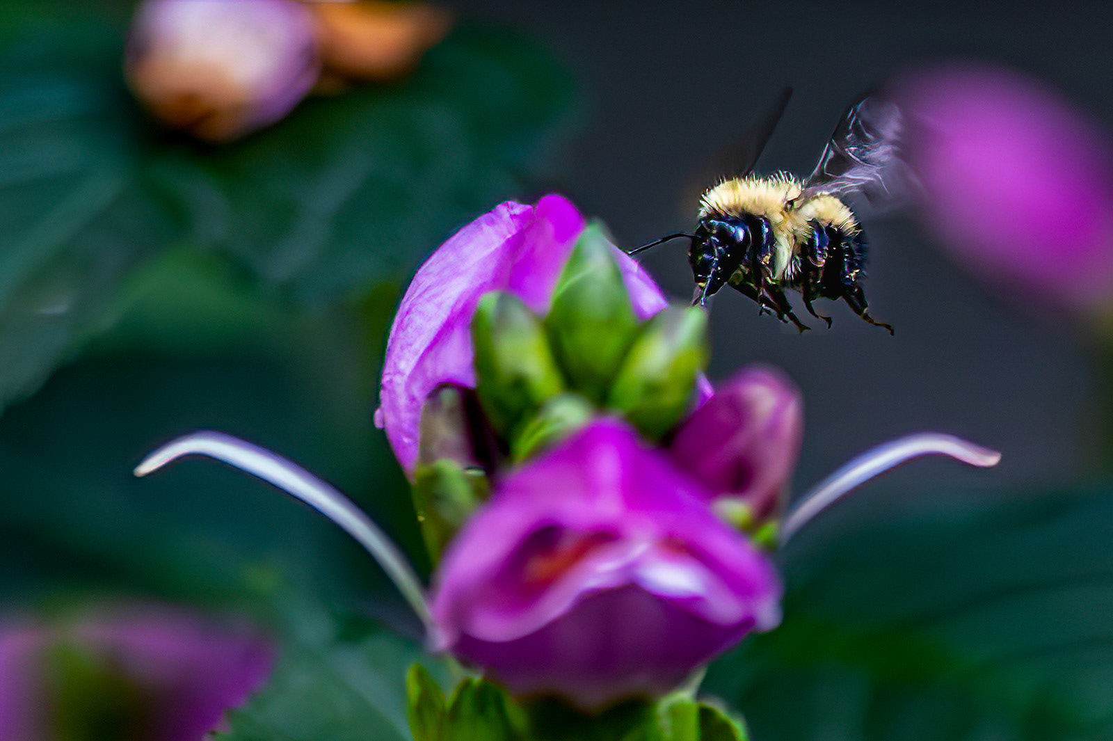 Coming in for a landing