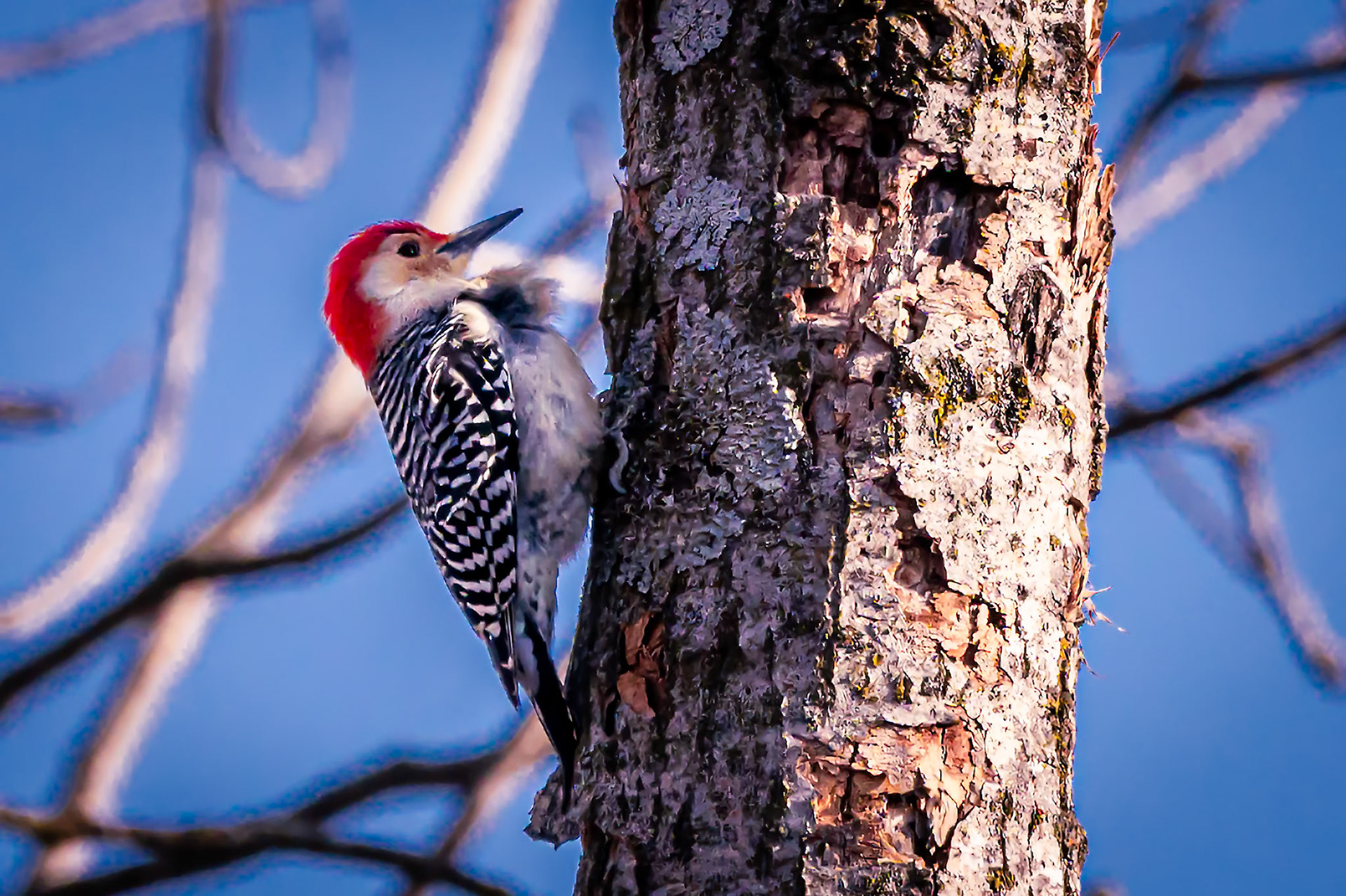 Red bellied woodpecker